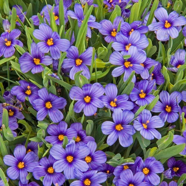 SISRYNCHIUM 'MOODY BLUES' BLUE-EYED GRASS PLANT HARDY PERENNIAL