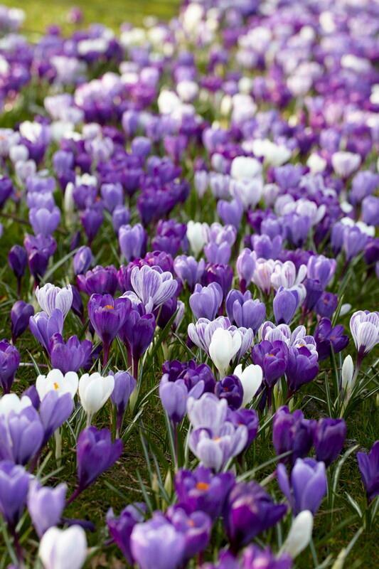 BLUE MOON MIX~GIANT GROCUS~FLOWER BULBS FOR SUNNY GARDEN PERENNIAL SPRING FLOWER