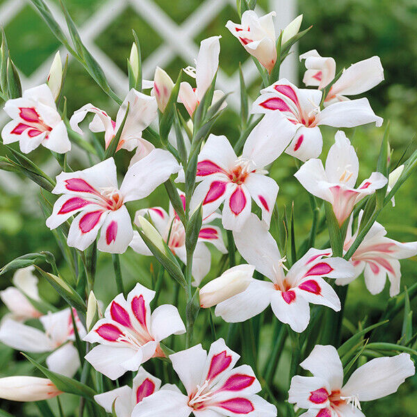 HARDY SWORD LILY~PRINS CLAUS~FLOWER BULBS~PINK & WHITE GLADIOLUS~HARDY ZONES 4-9