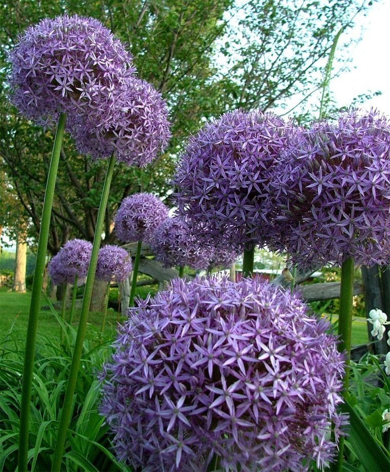 ALLIUM~GLOBEMASTER~FLOWER BULBS HARDY PERENNIAL GIANT PURPLE FLOWERS 3-4FT TALL!