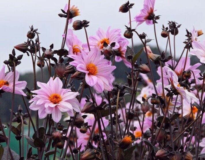 DAHLIA TUBER SALE!~'Bishop of Leicester'~Lilac-pink flowers, near black foliage!