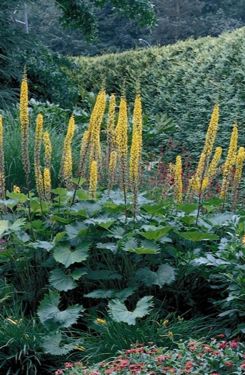 LIGULARIA 'THE ROCKET' LEOPARD PLANT HARDY PERENNIAL SHADE PLANT LIKES WET SOIL