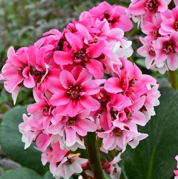 BERGENIA DRAGONFLY 'SAKURA' HARDY PERENNIAL PLANT RARE CHERRY BLOSSOM PIGSQUEAK!