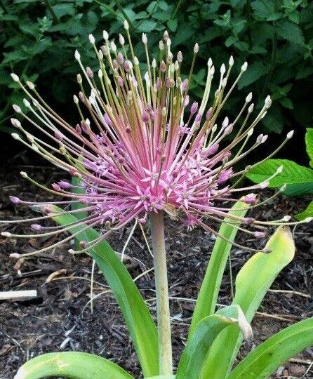 ALLIUM~SCHUBERTII~TUMBLEWEED ONION HARDY PERENNIAL FLOWER BULBS LATE SPRING BLMS