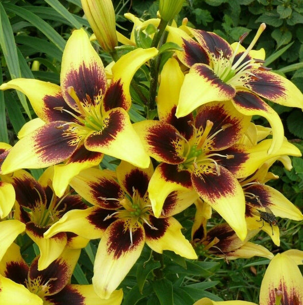 YELLOW & BLACK LILY~LIONHEART~FLOWER BULBS 4 FT TALL PERENNIAL LIVE PLANT FEEDER