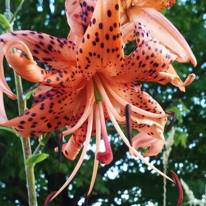 TIGER LILY ~FLORE PLENO~ FLOWER BULBS HARDY 3-5 FT. TALL PERENNIAL PLANTS UNIQUE