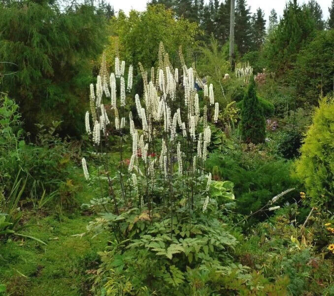CIMIFUGA~SILVER DANCE~TALL PERENNIAL SHADE PLANT IMPRESSIVE GARDEN FOCAL POINT