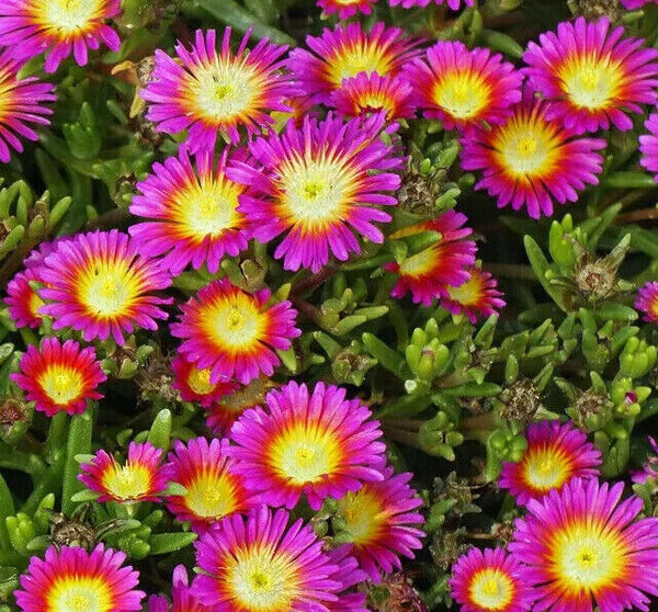 DELOSPERMA~HOT PINK WONDER~ICE PLANT HARDY SUCCULENT MAT GROUND COVER PERENNIAL!