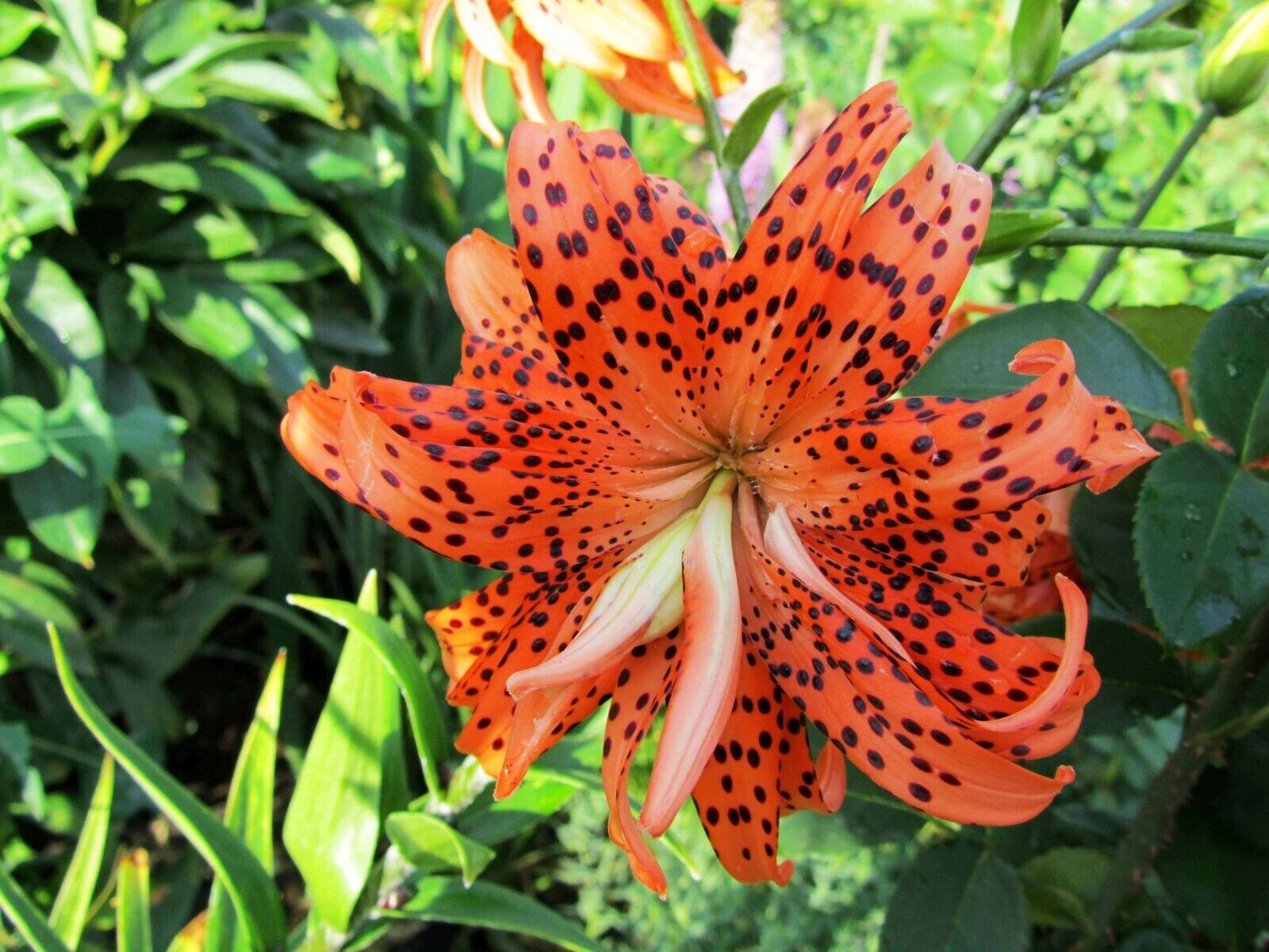 TIGER LILY ~FLORE PLENO~ FLOWER BULBS HARDY 3-5 FT. TALL PERENNIAL PLANTS UNIQUE