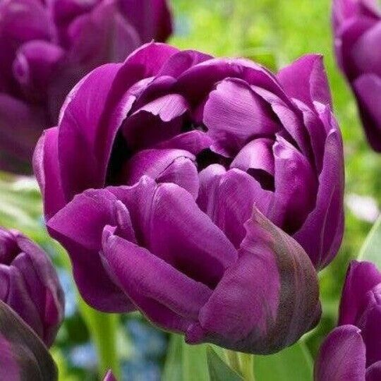 NEGRITA~DOUBLE PEONY TULIP~PERENNIAL FLOWER BULBS PLANT NOW FOR SPRING BLOOMS!!!