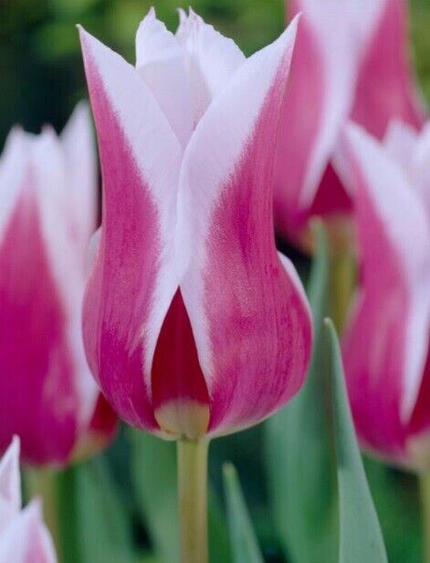 CLAUDIA~TULIP BULBS~HARDY PERENNIAL PLANTS *EASY* PLANT NOW FOR SPRING FLOWERS!!