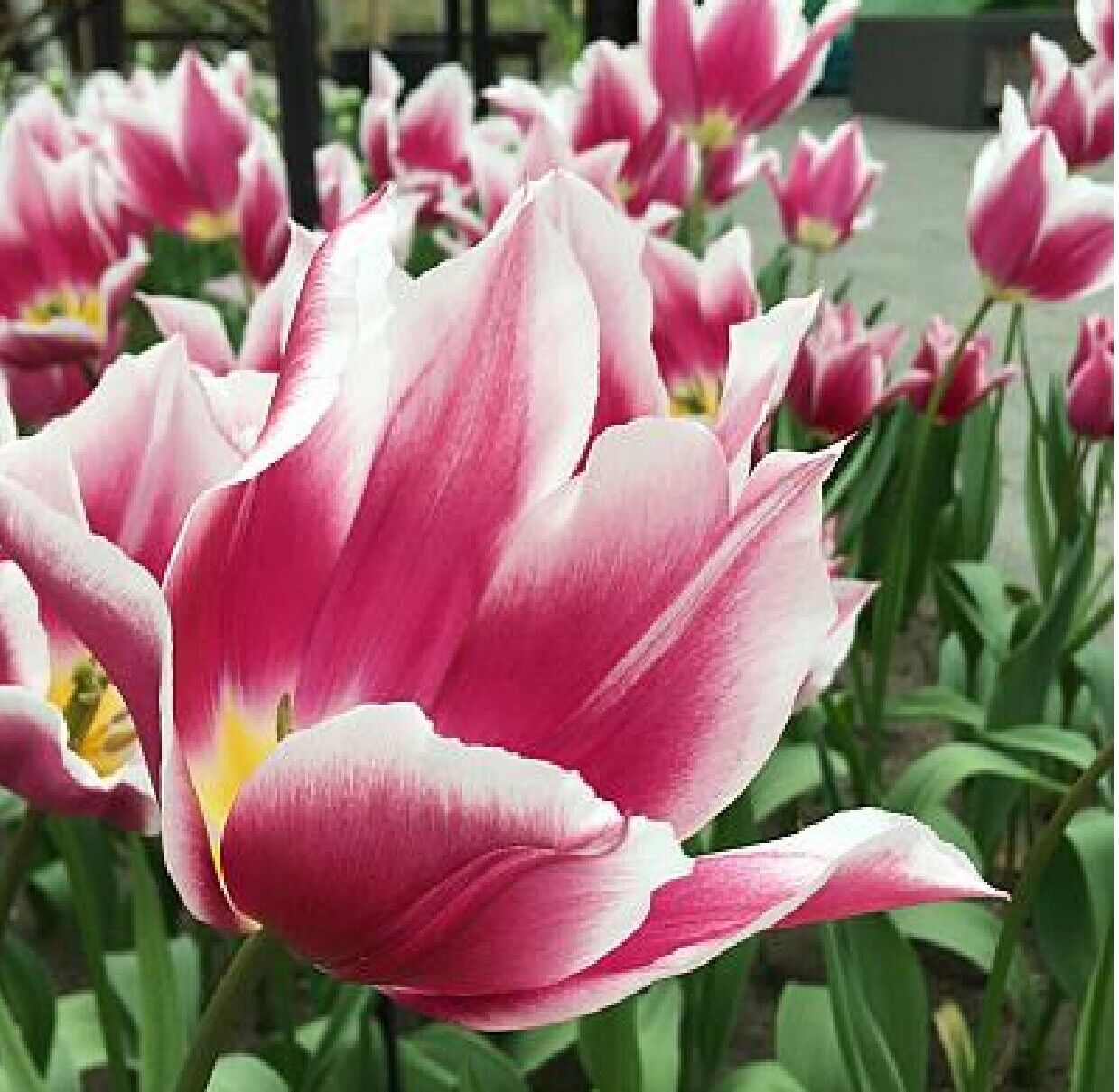 CLAUDIA~TULIP BULBS~HARDY PERENNIAL PLANTS *EASY* PLANT NOW FOR SPRING FLOWERS!!