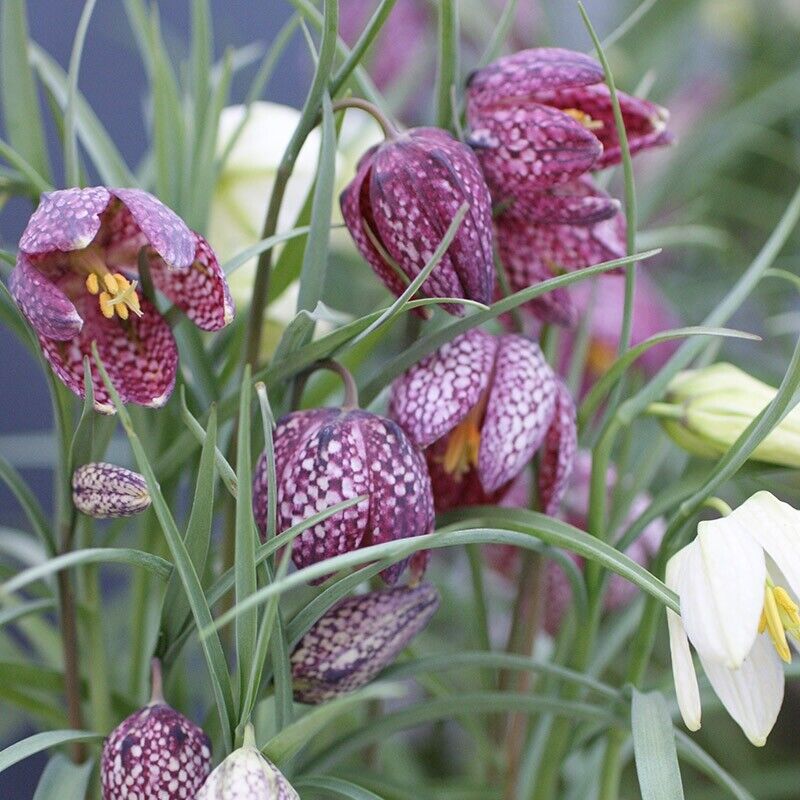 CHECKERED LILY~FRITILLARIA MELEAGRIS~FLOWER BULBS UNUSUAL GARDEN PERENNIAL PLANT
