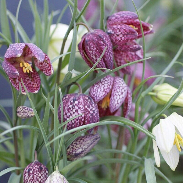 CHECKERED LILY~FRITILLARIA MELEAGRIS~FLOWER BULBS UNUSUAL GARDEN PERENNIAL PLANT