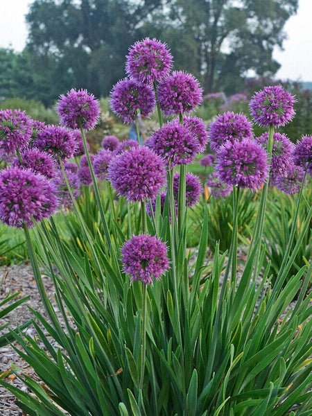 ALLIUM~LAVENDER BUBBLES~LIVE PLANT~FLOWERS LATE-SUMMER TO FALL~HARDY PERENNIAL!!