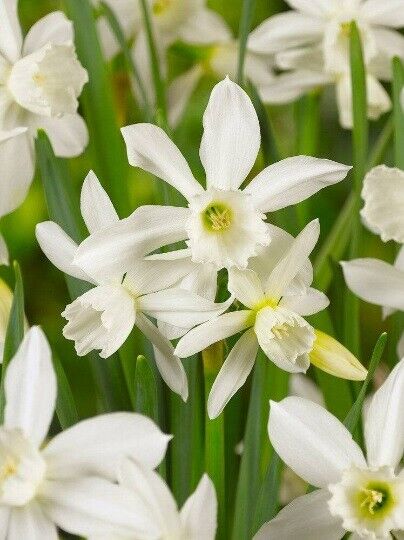 NARCISSUS 'THALIA' HARDY FLOWER BULBS FRAGRANT PETITE DAFFODILS SPRING GARDEN!!!