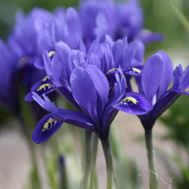 WILD BLUE IRIS~HARMONY~FLOWER BULBS HARDY PERENNIAL EARLIEST OF SPRING BLOOMS!!!