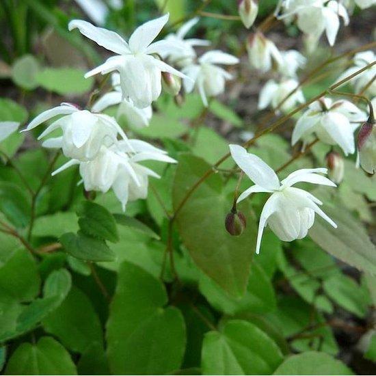 EPIMEDIUM YOUNGIANUM 'NIVEUM'~FAIRY WINGS~HARDY PERENNIAL PLANT FOR SHADE~SHOWY!