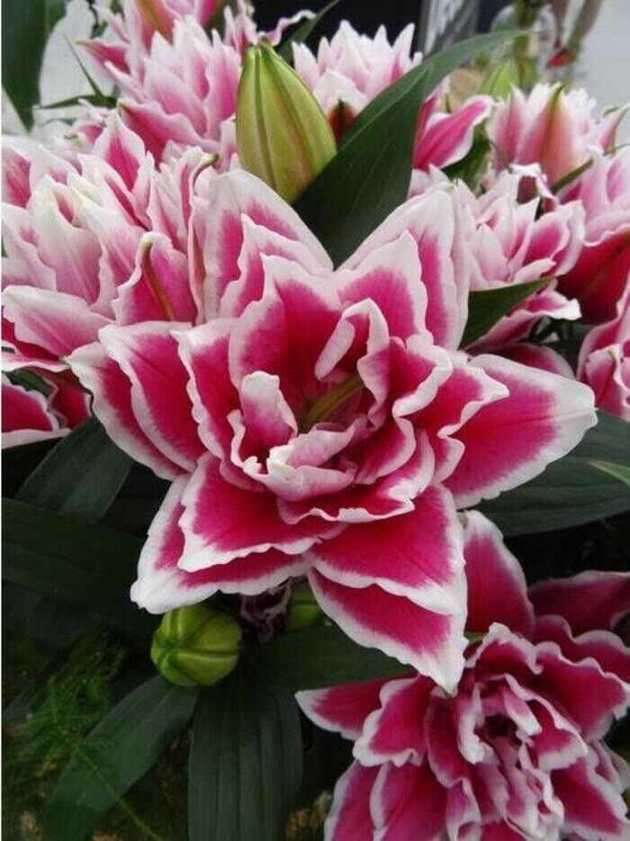 SAMANTHA ROSE LILY FLOWER BULBS HARDY 2 FT. TALL FRAGRANT BLOOMS DOUBLE ORIENTAL