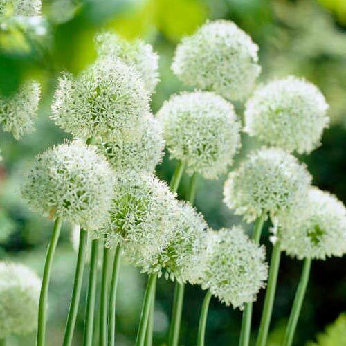ALLIUM~WHITE GIANT~FLOWER BULBS HARDY PERENNIAL ATTRACT BUTTERFLIES 3-4FT TALL!