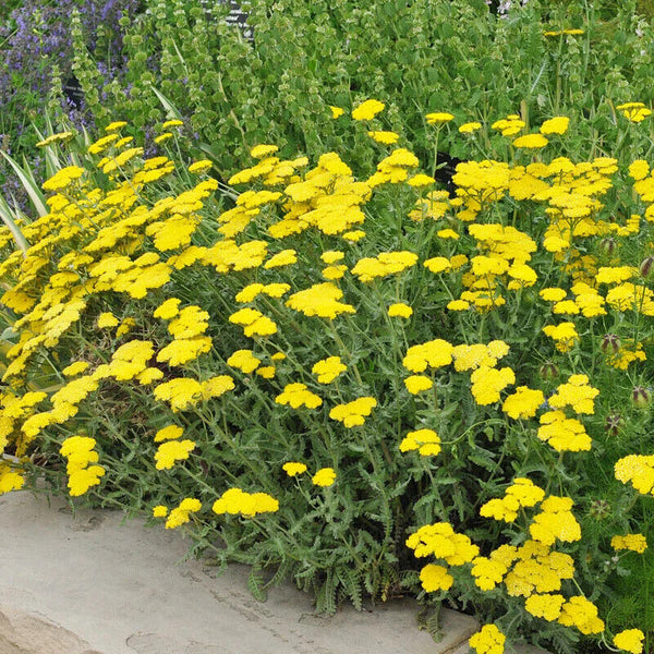 ACHILLEA~MOONSHINE~YARROW PLANT HARDY PERENNIAL GARDEN LONG LASTING BLOOM SEASON