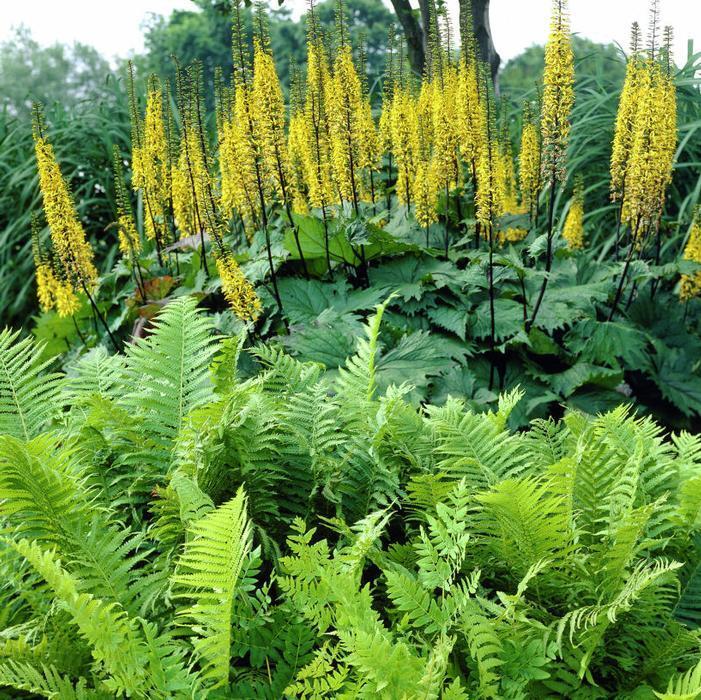 LIGULARIA 'THE ROCKET' LEOPARD PLANT HARDY PERENNIAL SHADE PLANT LIKES WET SOIL