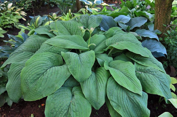 HOSTA 'T-REX' HARDY PERENNIAL SHADE PLANT GIANT PLANTAIN LILY W/ 18 X 14" LEAVES