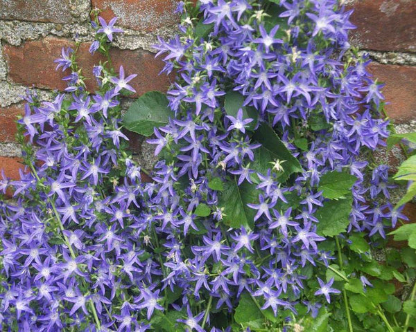 CAMPANULA~BLUE WATERFALL~LIVE PLANT~BELLFLOWER MAT GROUND COVER HARDY PERENNIAL!