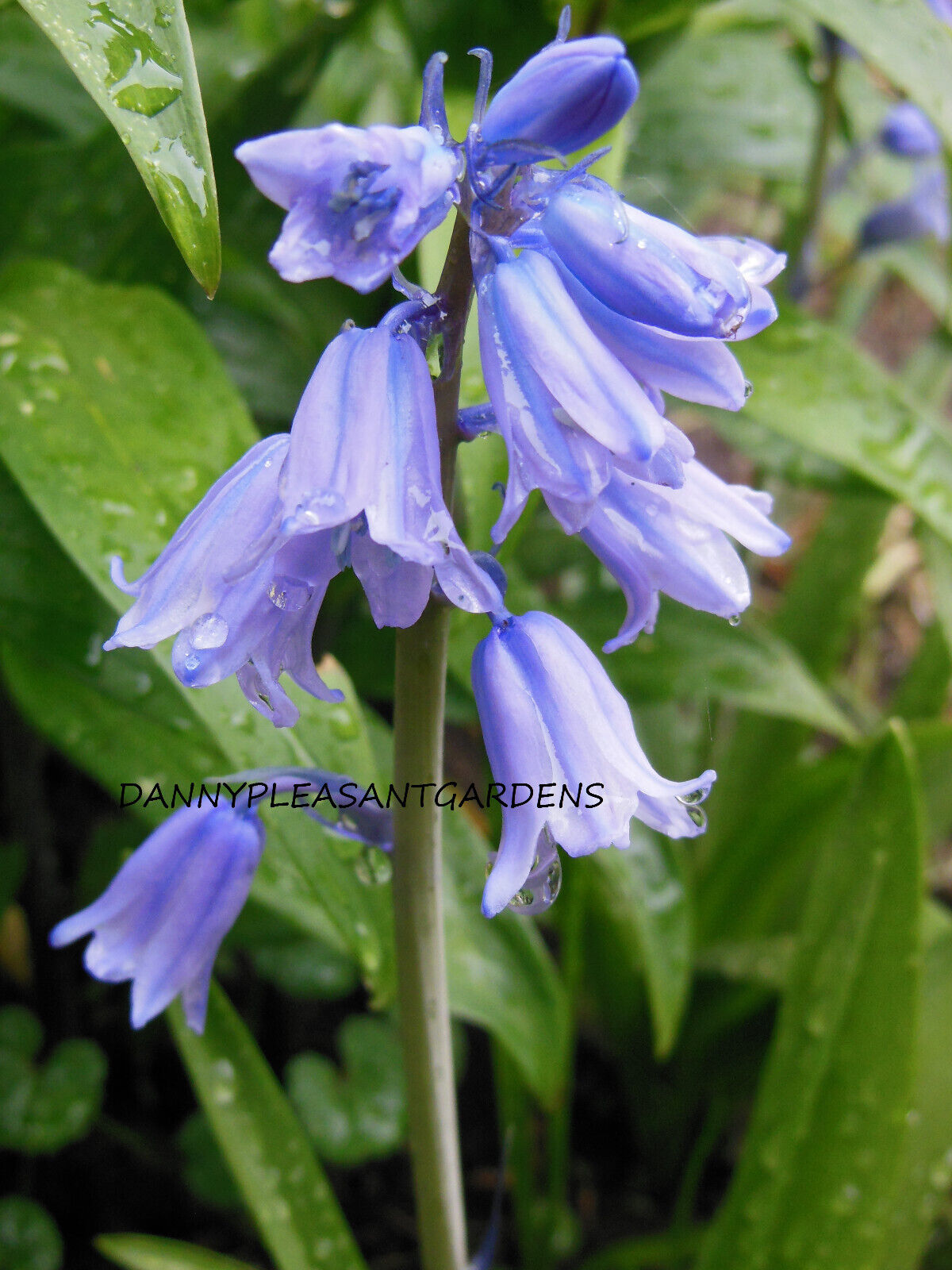 SPANISH BLUEBELL FLOWER BULBS HARDY PERENNIAL SPRING BLOOMS SUN TO PART SHADE!!!