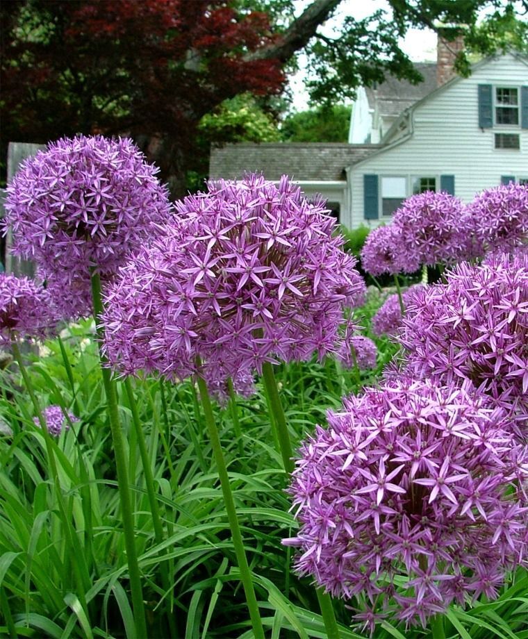 ALLIUM~GLOBEMASTER~FLOWER BULBS HARDY PERENNIAL GIANT PURPLE FLOWERS 3-4FT TALL!