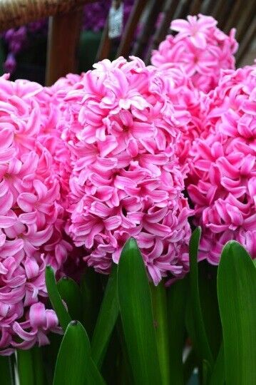 HYACINTH~PINK PEARL~JUMBO SIZE FLOWER BULBS POWERFULLY FRAGRANT SPRING GARDEN!!!
