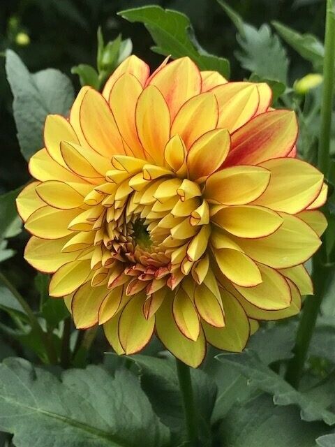 PICK YOUR DAHLIA! - Clumps of Tubers - All Stunning Decorative Types - Pre-order