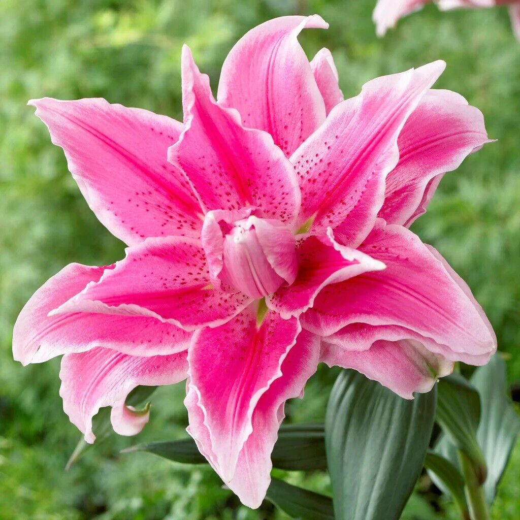 ISABELLA ROSE LILY FLOWER BULBS HARDY 2 FT. TALL FRAGRANT BLOOMS DOUBLE ORIENTAL