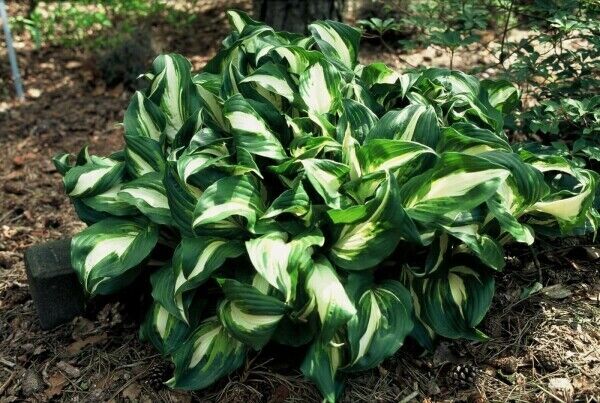 HOSTA~MEDIOVARIEGATA~PERENNIAL SHADE PLANT FOCAL POINT LAVENDER HUMMINGBIRD LILY