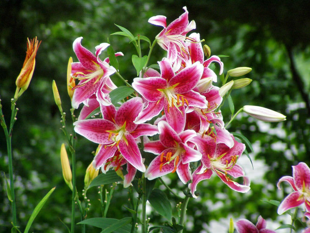 ORIENTAL STARGAZER LILY FLOWER BULBS HARDY 3-4 FT TALL PERENNIAL PLANT FRAGRANT!