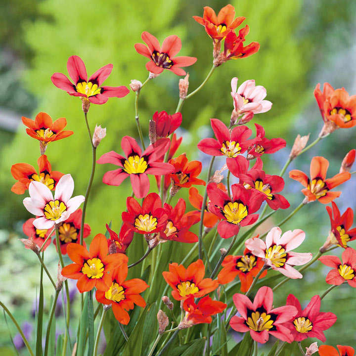 SPARAXIS 'TRICOLOR'~WAND FLOWER BULBS~RAINBOW MIXTURE OF COLORS~HARLEQUIN FLOWER