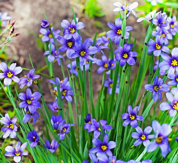 SISRYNCHIUM 'MOODY BLUES' BLUE-EYED GRASS PLANT HARDY PERENNIAL