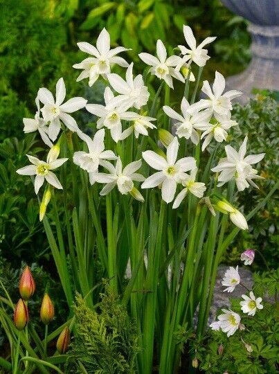 NARCISSUS 'THALIA' HARDY FLOWER BULBS FRAGRANT PETITE DAFFODILS SPRING GARDEN!!!