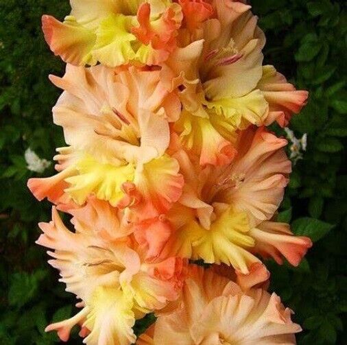 SWORD LILY~THE GREAT QUEEN ELIZABETH~FLOWER BULBS~FANCY PARROT GLADIOLUS~50"TALL