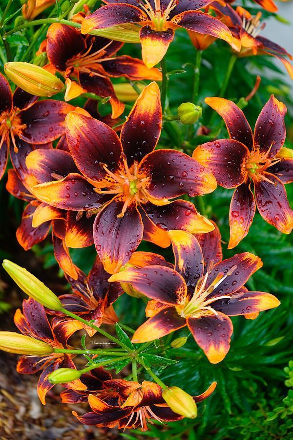 FOREVER SUSAN LILY FLOWER BULBS HARDY 3-4 FT TALL PERENNIAL PLANT ORANGE & BLACK