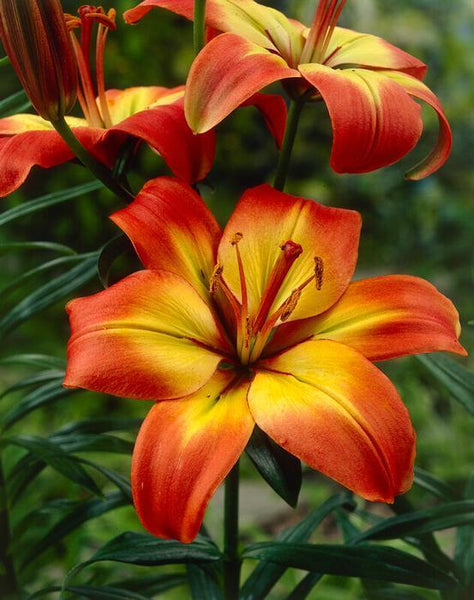 FOREVER LINDA LILY FLOWER BULBS HARDY 3-4 FT TALL PERENNIAL PLANT ORANGE & BLACK