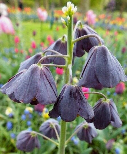 FRITILLARIA PERSICA~PERSIAN LILY~LRG FLOWER BULB UNIQUE TALL BLACK SPRING BLOOMS