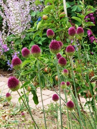 TALL Drumstick Alliums Flower Bulbs, Plant Now for Green-Purple Spring Blooms!!