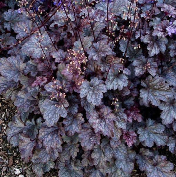HEUCHERA 'PLUM PUDDING'~CORAL BELLS~LIVE PLANT HARDY PERENNIAL FOR SUN OR SHADE!