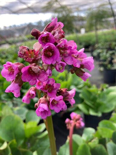 BERGENIA~WINTERGLOW~PIGSQUEAK SHADE PERENNIAL FLOWERS HARDY LIVE BARE ROOT PLANT