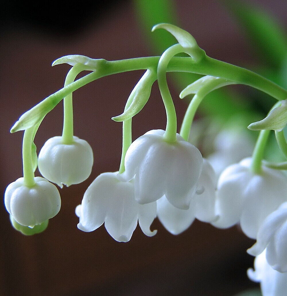 CONVALLARIA 'BORDEAUX GIANT'~LILY OF THE VALLEY~PLANTS/PIPS~FRAGRANT FLOWERS!!!