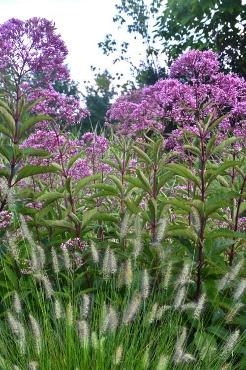 EUPATORIUM MACULATUM~GATEWAY~HARDY PERENNIAL PLANT~4-5 FEET TALL JOE PYE WEED!!!