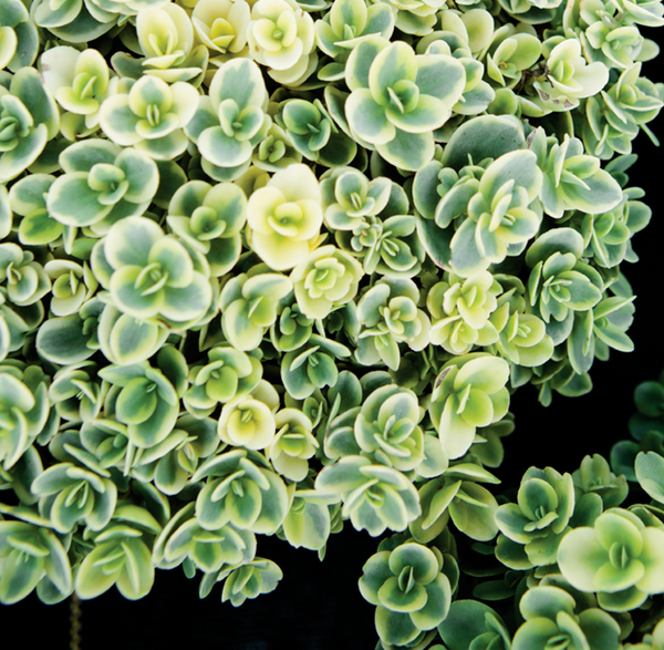SEDUM SUNSPARKLER 'LIME TWISTER' STONECROP PLANT SUCCULENT GARDEN SUMMER BLOOMS!