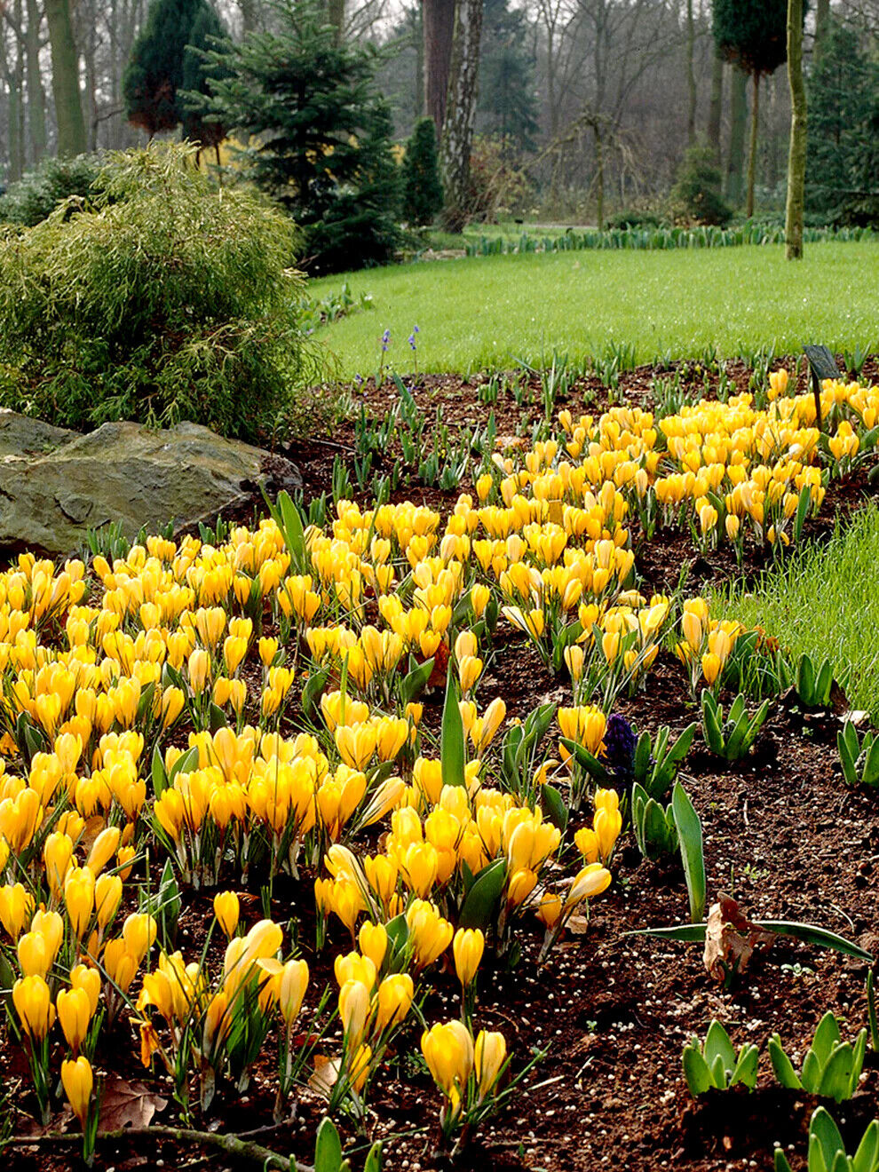 GIANT YELLOW~CROCUS VERNUS~FLOWER BULBS FOR SUNNY GARDEN PERENNIAL SPRING FLOWER
