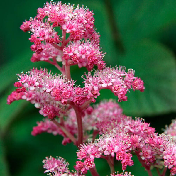 RODGERSIA PINNATA 'SUPERBA' HARDY PERENNIAL PLANT SUN/PT. SHADE HANDSOME FOLIAGE